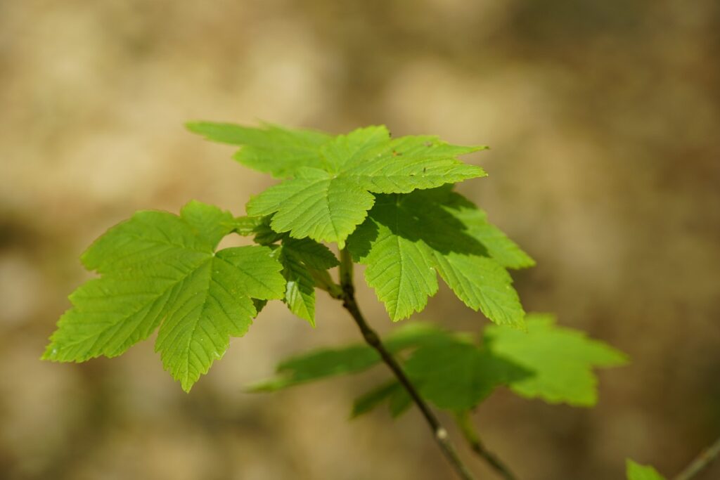 acer pseudoplatanus, nature, sprout-7147673.jpg